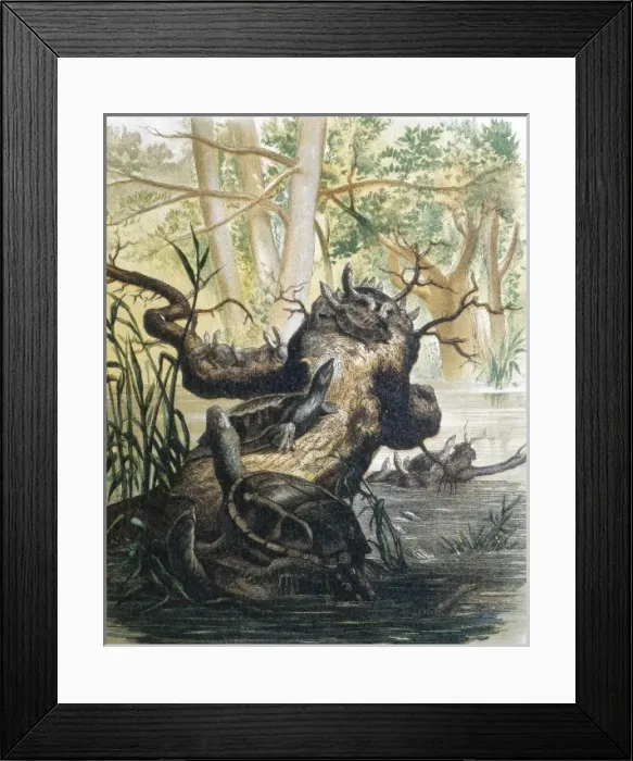 Framed Print : Group of turtles. Engraving after a drawing by Framed Print : Group of turtles. Engraving after a drawing by