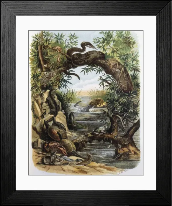 Framed Print : Reptiles and Crustaceans. Engraving after a drawing Framed Print : Reptiles and Crustaceans. Engraving after a drawing