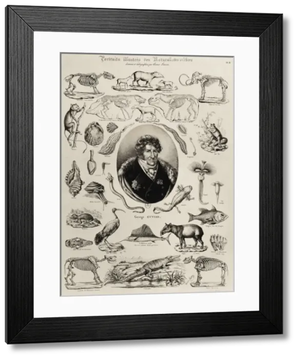Framed Print : CUVIER, Georges (1769-1832). French zoologist Framed Print : CUVIER, Georges (1769-1832). French zoologist