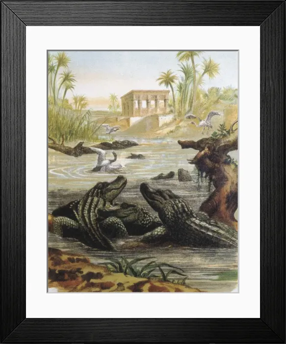Framed Print : Cocodriles in the Nile river. Engraving after Framed Print : Cocodriles in the Nile river. Engraving after