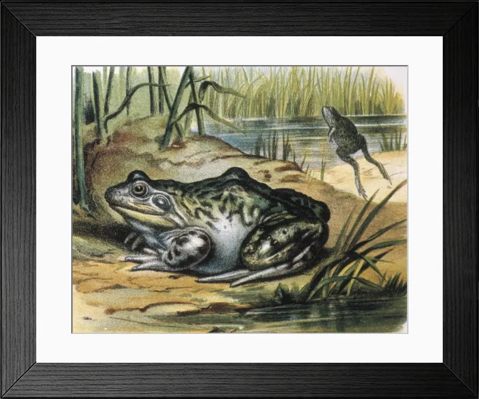 Framed Print : Bullfrog. Ranidae amphibian. Engraving from a Framed Print : Bullfrog. Ranidae amphibian. Engraving from a