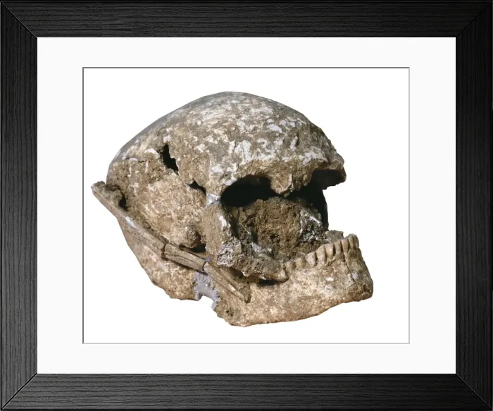 Framed Print : Cro-Magnons skull (2800-2500 BC). Catalan Sepulcres Framed Print : Cro-Magnons skull (2800-2500 BC). Catalan Sepulcres