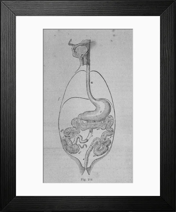 Framed Print : Depiction of the human digestive system. Engraving Framed Print : Depiction of the human digestive system. Engraving