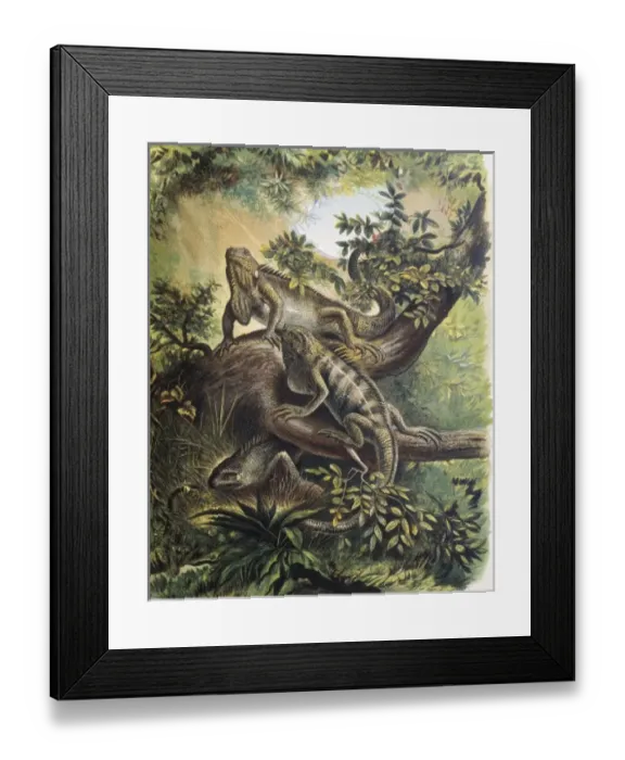 Framed Print : Iguanas. Specie of lizard. Engraving after a Framed Print : Iguanas. Specie of lizard. Engraving after a