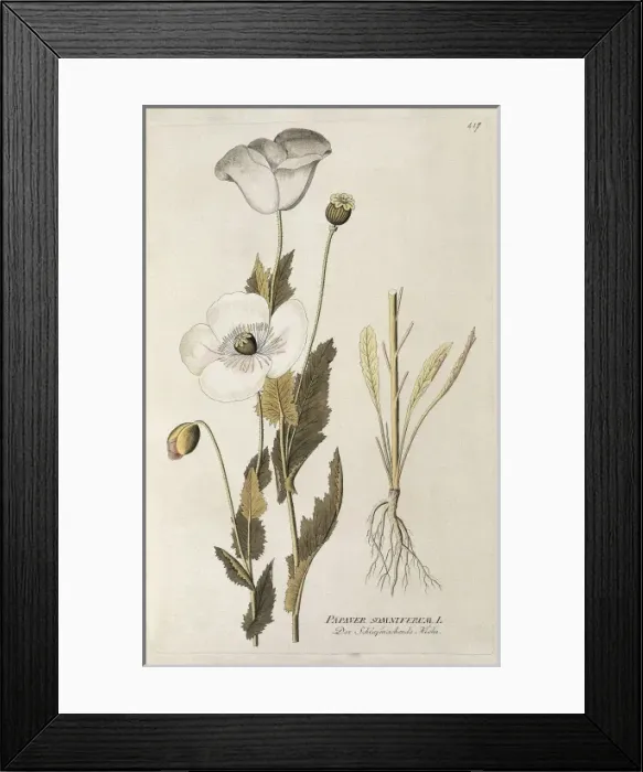 Framed Print : Medical plants. Poppy (Papaver somniferum). Engraving Framed Print : Medical plants. Poppy (Papaver somniferum). Engraving