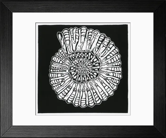 Framed Print : Ammonite. 2011 Framed Print : Ammonite. 2011