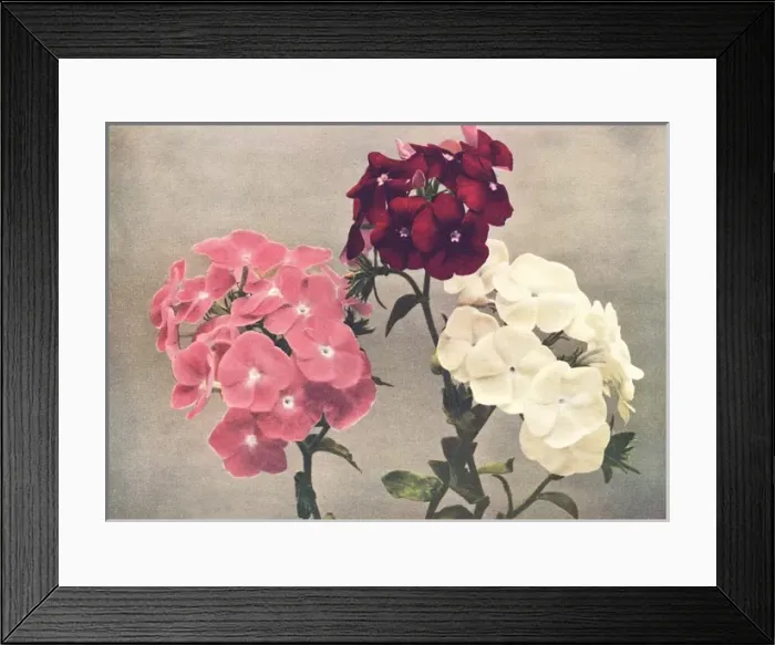 Framed Print : Drummonds Phlox Framed Print : Drummonds Phlox