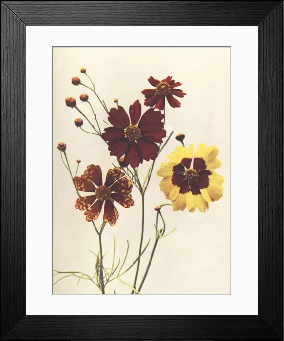 Framed Print : Garden varieties of Coreopsis Drummondii and C. Tinctoria Framed Print : Garden varieties of Coreopsis Drummondii and C. Tinctoria