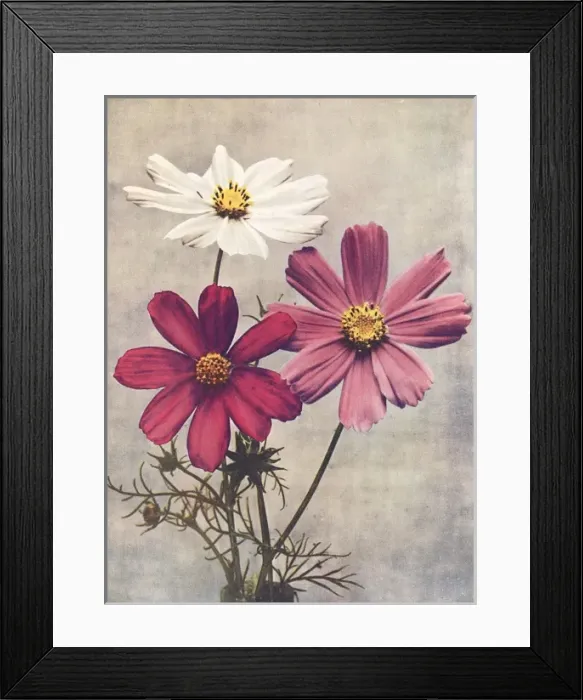 Framed Print : Cosmos Bipannatus Framed Print : Cosmos Bipannatus