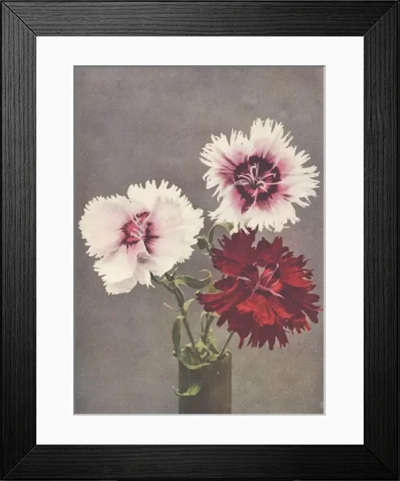 Framed Print : Dianthus Chinensis, var. Heddewigii Framed Print : Dianthus Chinensis, var. Heddewigii