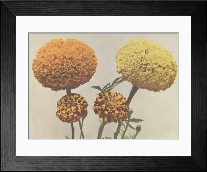 Framed Print : African marigold and French marigold Framed Print : African marigold and French marigold