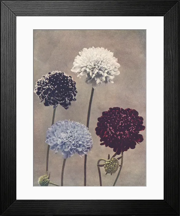 Framed Print : Sweet scabious Framed Print : Sweet scabious
