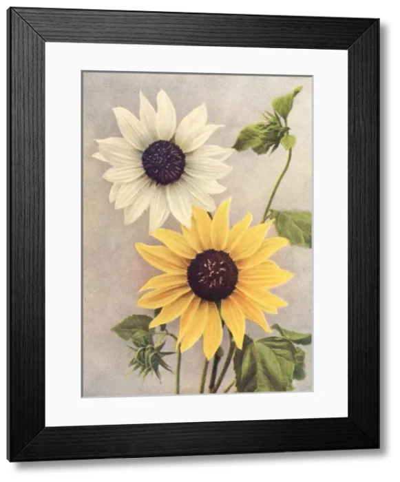 Framed Print : Dwarf sunflowers Framed Print : Dwarf sunflowers
