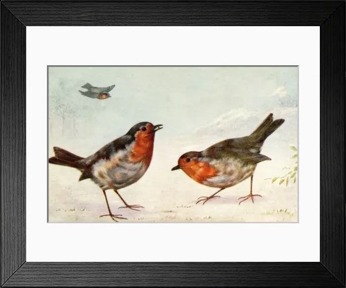 Framed Print : Robins in wintry landscape Framed Print : Robins in wintry landscape