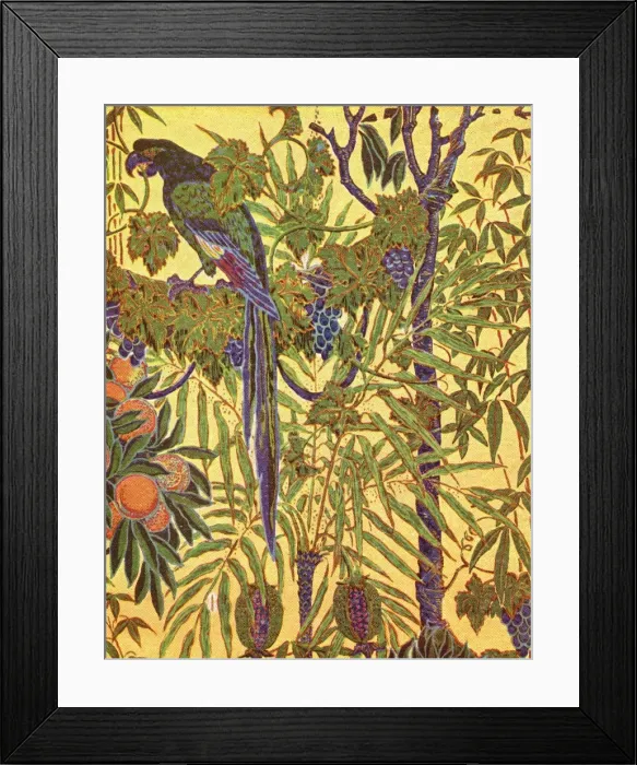 Framed Print : Macaw parrot Framed Print : Macaw parrot