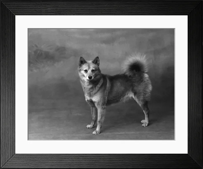 Framed Print : Fall / Finnish Spitz / 1934 Framed Print : Fall / Finnish Spitz / 1934