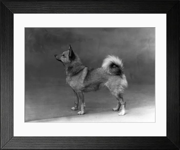 Framed Print : Fall / Finnish Spitz / 1935 Framed Print : Fall / Finnish Spitz / 1935