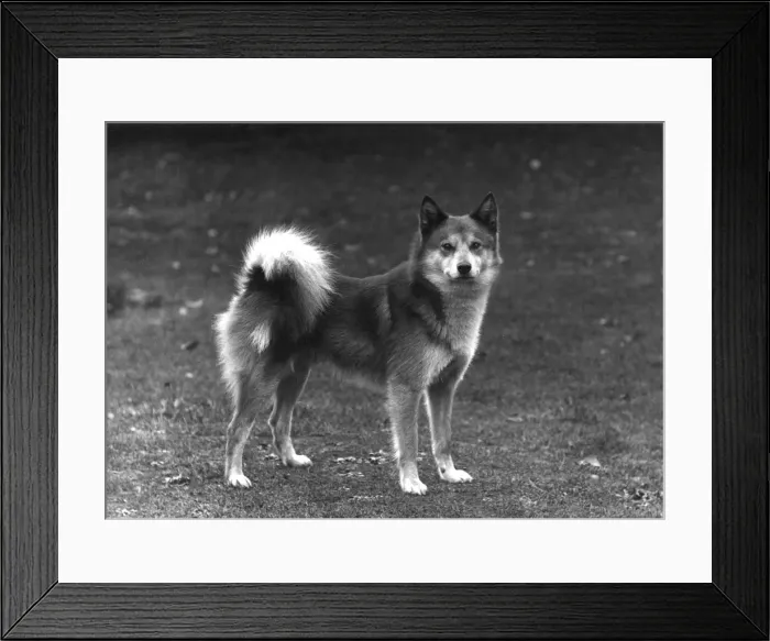 Framed Print : Fall / Finnish Spitz / 1936 Framed Print : Fall / Finnish Spitz / 1936