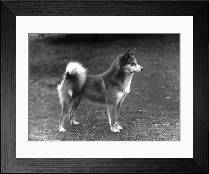 Framed Print : Fall / Finnish Spitz / 1936 Framed Print : Fall / Finnish Spitz / 1936