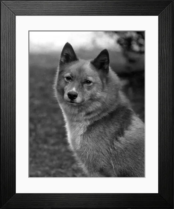 Framed Print : Fall / Finnish Spitz / 1934 Framed Print : Fall / Finnish Spitz / 1934