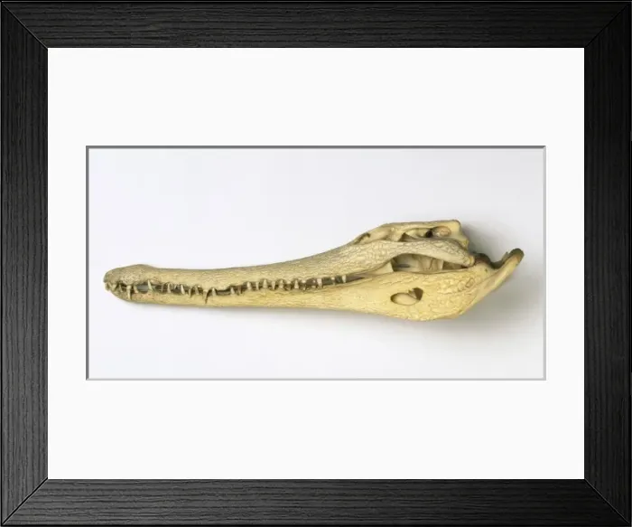 Framed Print : Crocodylus cataphractus, African slender-snouted crocodile Framed Print : Crocodylus cataphractus, African slender-snouted crocodile