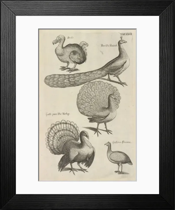 Framed Print : Dodo, peacocks and turkeys Framed Print : Dodo, peacocks and turkeys