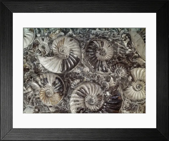 Framed Print : Asteroceras marstonensis and Promicroceras, ammonites Framed Print : Asteroceras marstonensis and Promicroceras, ammonites