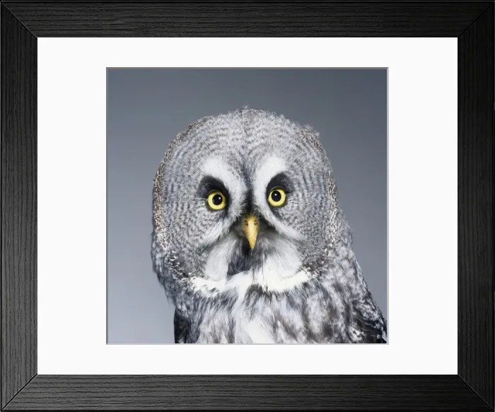 Framed Print : Strix nebulosa, great grey owl Framed Print : Strix nebulosa, great grey owl