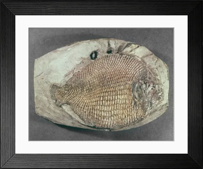Framed Print : Dapedium orbicularis, fossil fish Framed Print : Dapedium orbicularis, fossil fish