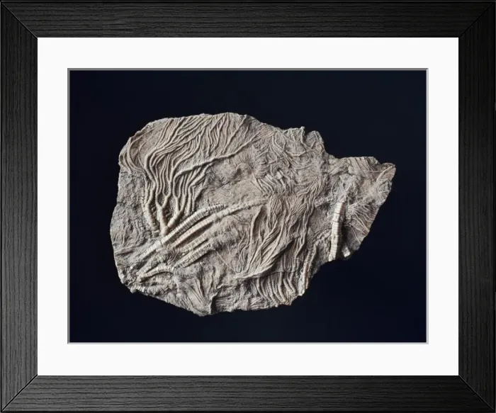 Framed Print : Pentacrinites, crinoid Framed Print : Pentacrinites, crinoid