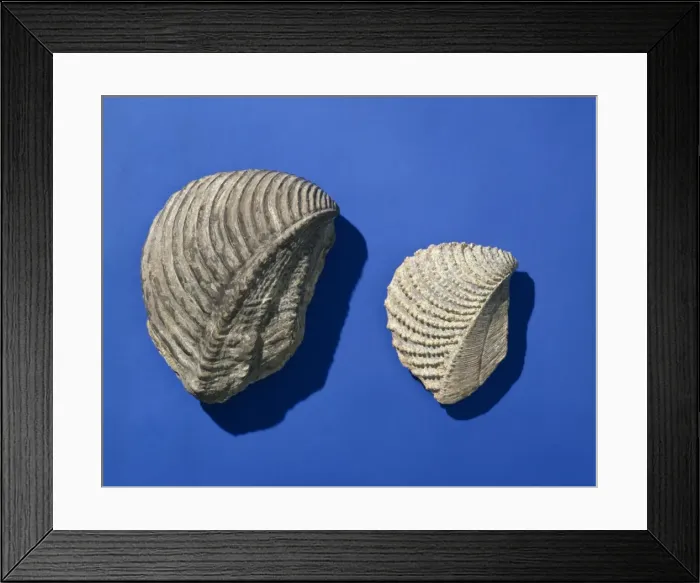 Framed Print : Trigona, bivalves Framed Print : Trigona, bivalves
