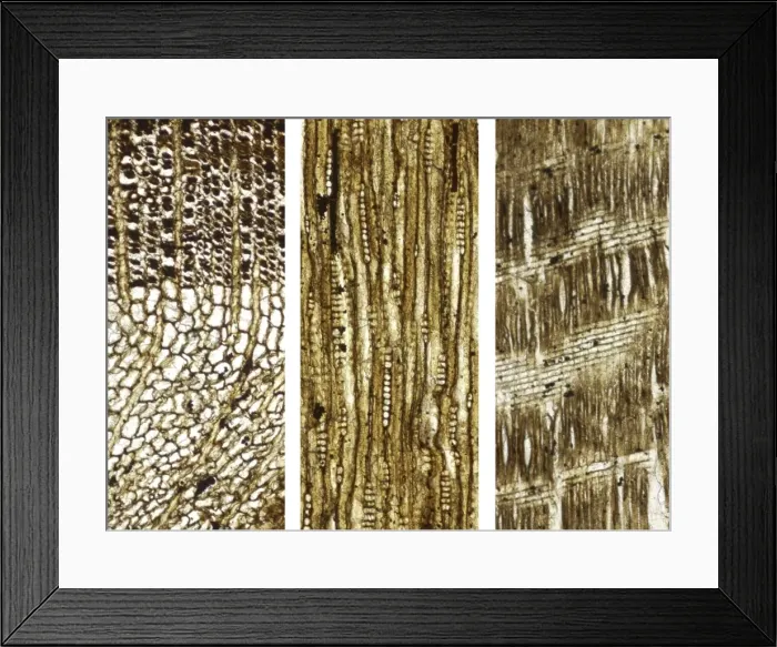 Framed Print : Cupressinoxylon, fossil wood Framed Print : Cupressinoxylon, fossil wood