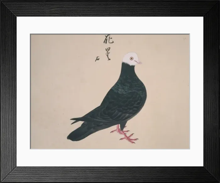 Framed Print : Columba livia, domestic pigeon Framed Print : Columba livia, domestic pigeon