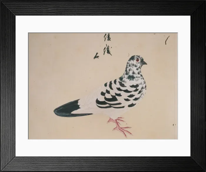 Framed Print : Columba livia, domestic pigeon
