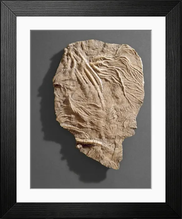 Framed Print : Pentacrinites, crinoid Framed Print : Pentacrinites, crinoid