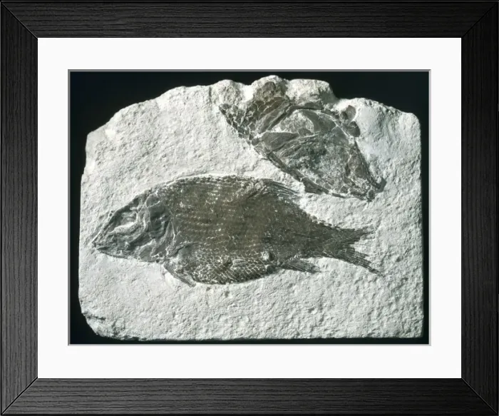 Framed Print : Lepidotes, fossil fish Framed Print : Lepidotes, fossil fish