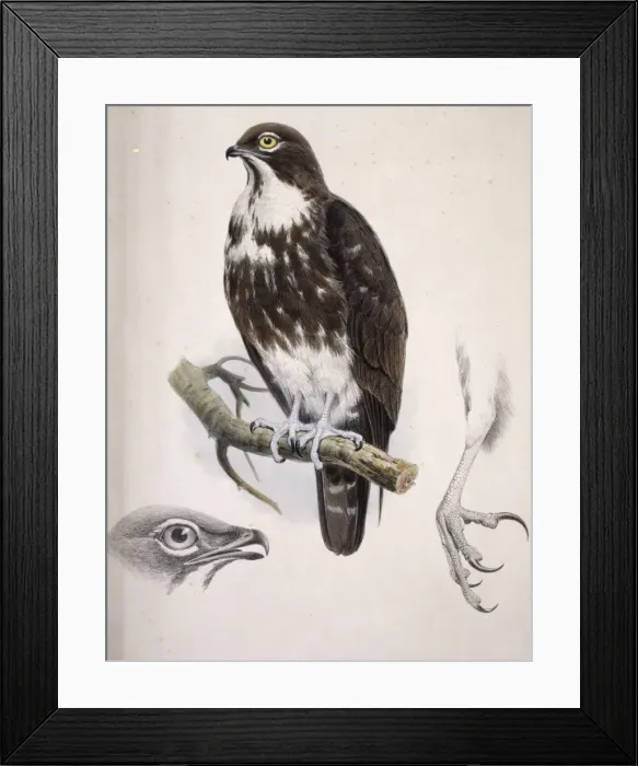 Framed Print : Macheiramphus alcinus, bat hawk Framed Print : Macheiramphus alcinus, bat hawk