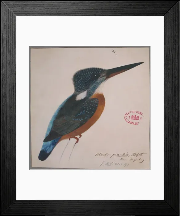 Framed Print : Alcedo hercules, great blue kingfisher Framed Print : Alcedo hercules, great blue kingfisher
