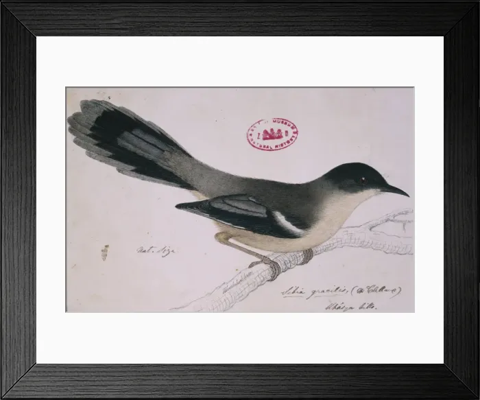 Framed Print : Heterophasia gracilis, grey sibia Framed Print : Heterophasia gracilis, grey sibia
