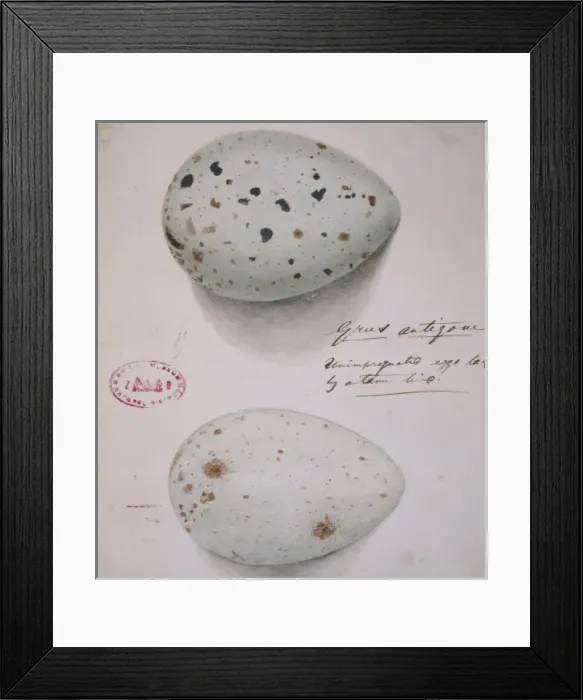 Framed Print : Grus anigone, Sarus crane eggs Framed Print : Grus anigone, Sarus crane eggs