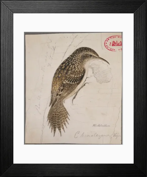 Framed Print : Certhia himalayana, himalayan treecreeper