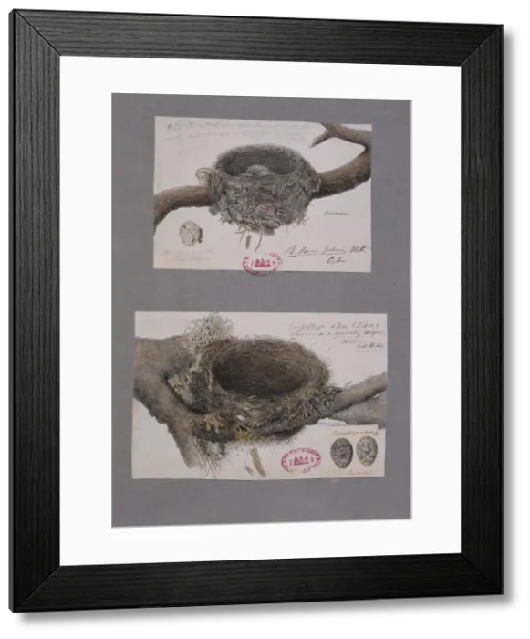 Framed Print : Coracina melashistos, dark-collared cuckoo-shrike nests Framed Print : Coracina melashistos, dark-collared cuckoo-shrike nests
