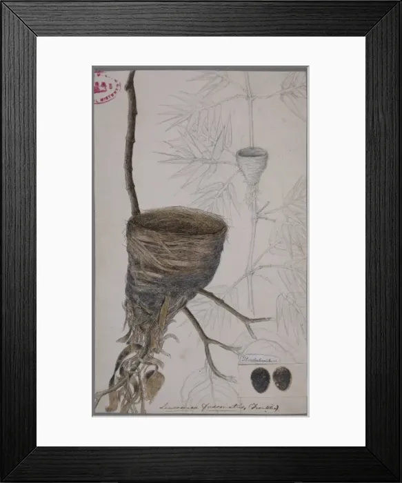 Framed Print : Rhipidura albicollis, white-throated fantail nest Framed Print : Rhipidura albicollis, white-throated fantail nest