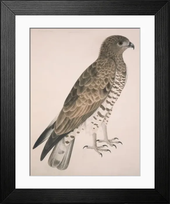 Framed Print : Circaetus gallicus, short-toed eagle Framed Print : Circaetus gallicus, short-toed eagle