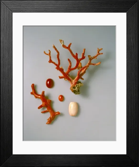 Framed Print : Rough and polished coral specimens Framed Print : Rough and polished coral specimens