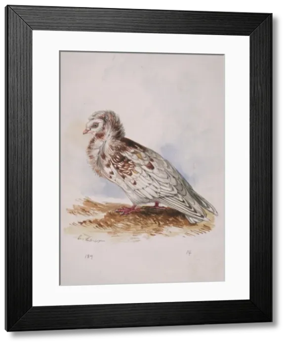 Framed Print : Columba livia, Jjacobine pigeon (domestic) Framed Print : Columba livia, Jjacobine pigeon (domestic)