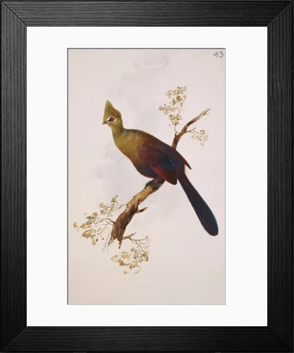 Framed Print : Tauraco persa, green turaco Framed Print : Tauraco persa, green turaco