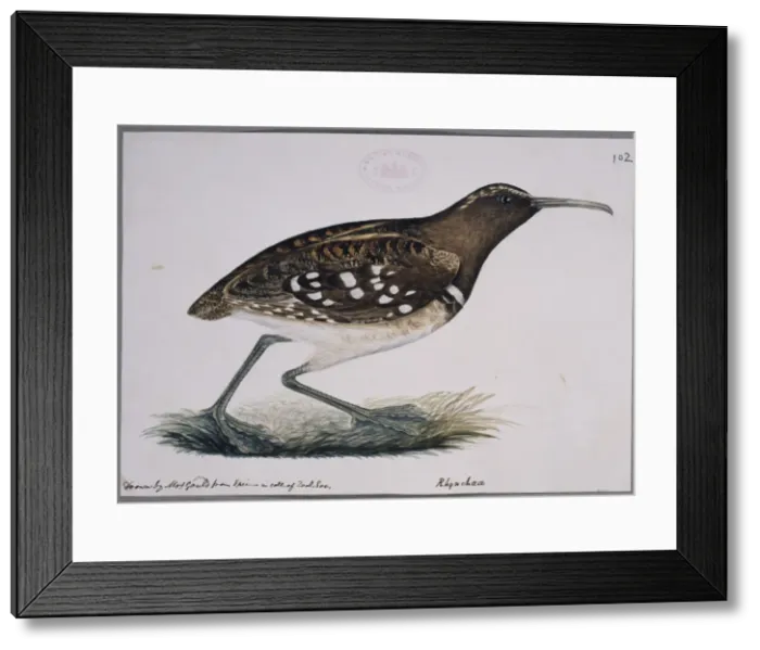 Framed Print : Nycticryphes semicollaris, South American painted snipe Framed Print : Nycticryphes semicollaris, South American painted snipe