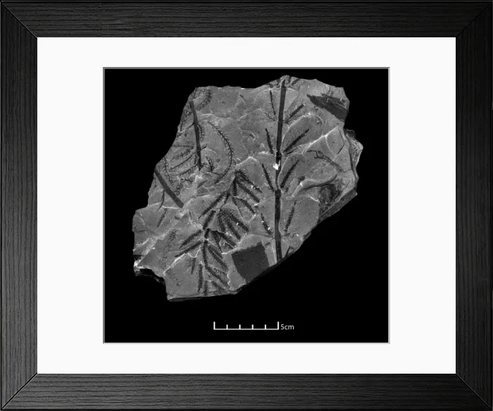 Framed Print : Fossil branches of Calamites Framed Print : Fossil branches of Calamites