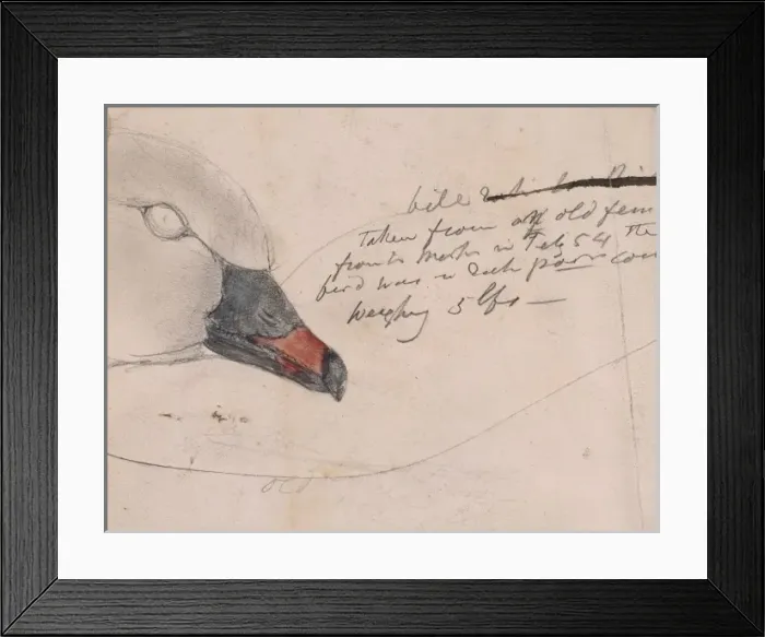 Framed Print : Anser brachyhynchus, pink-footed goose Framed Print : Anser brachyhynchus, pink-footed goose